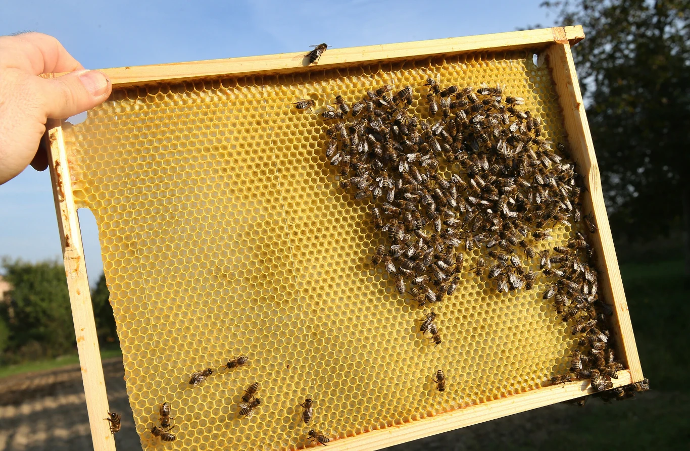Miód jest najczęściej podrabianym produktem na świecie