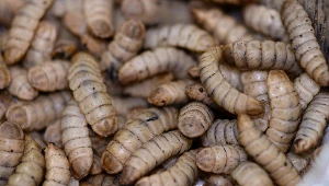 Działy specjalne w 2023 r. zapłacą więcej podatku