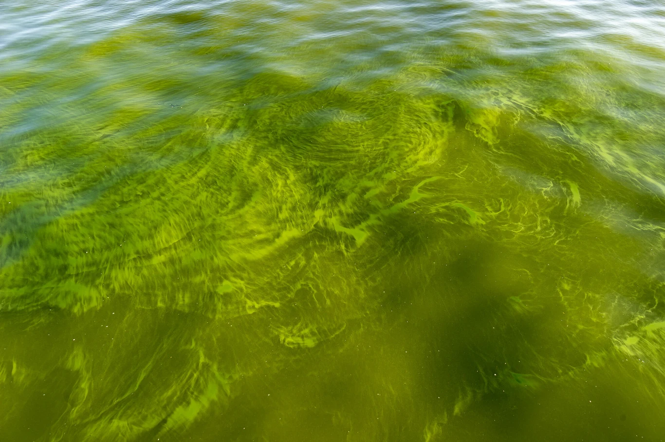 Sinice w dużej ilości