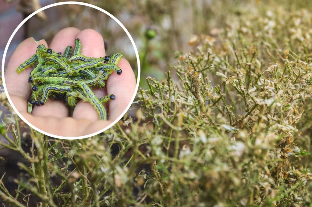 Ćma bukszpanowa ma coraz więcej naturalnych wrogów