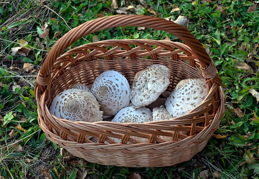 Kanie to smaczne grzyby, które można znaleźć min. w lasach województwa świętokrzyskiego