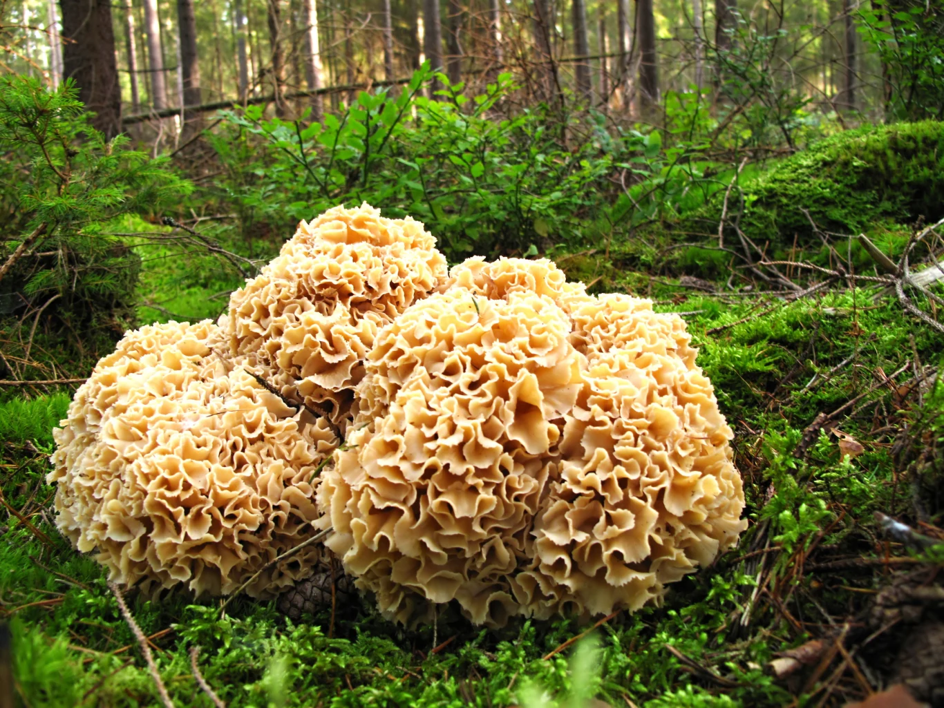 Siedzuń sosnowy to nietypowy grzyb