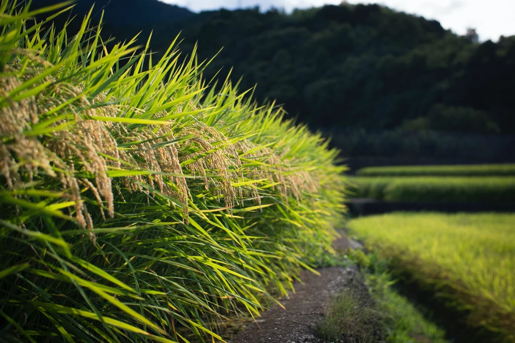Kraje azjatyckie eksportują 90% światowej produkcji ryżu 