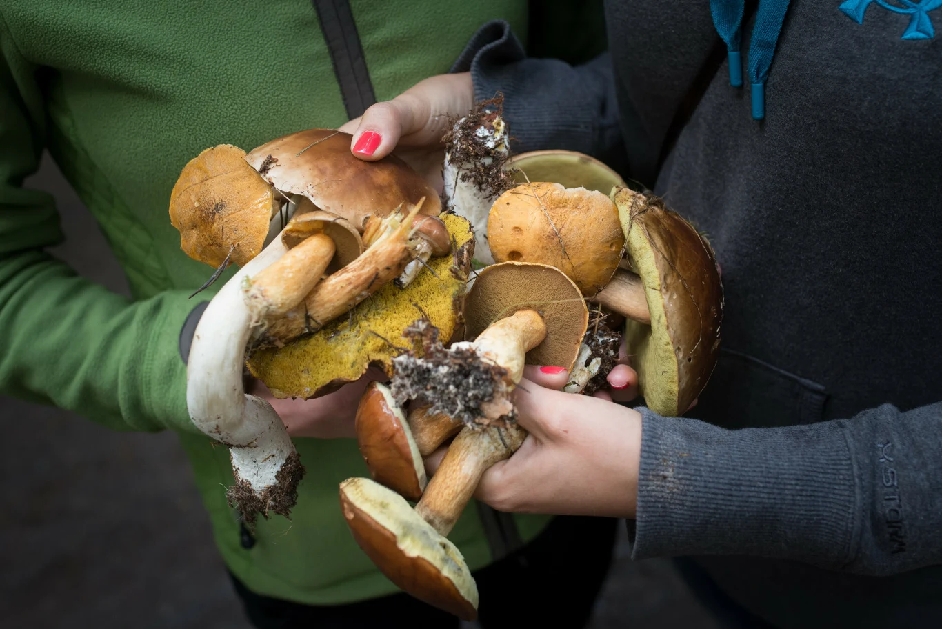 Deszcze na przemian z upałami to idealne warunki do wzrostu grzybów