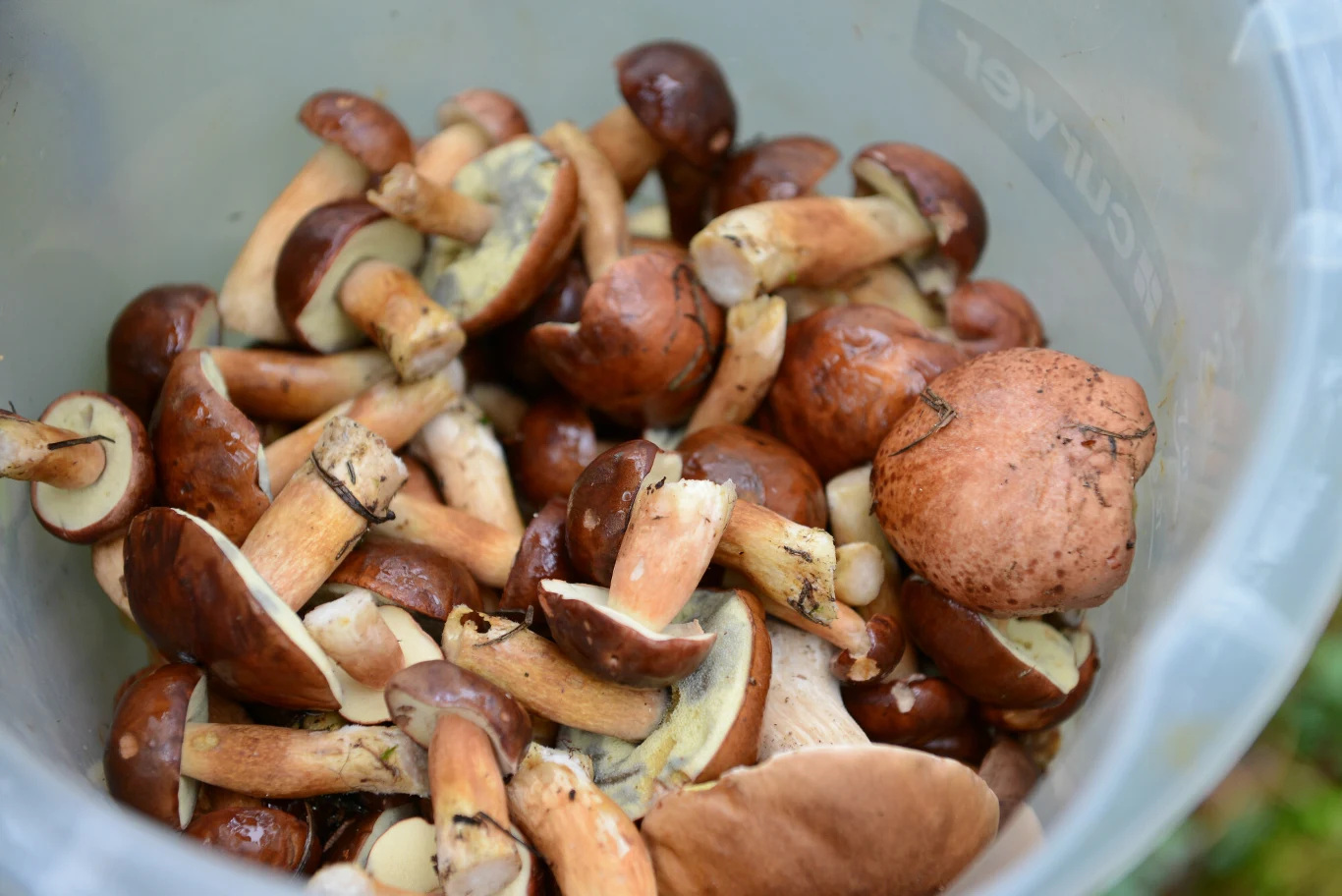 W tym roku zbiory mogą być wyjątkowo obfite. Grzybiarze zacierają ręce