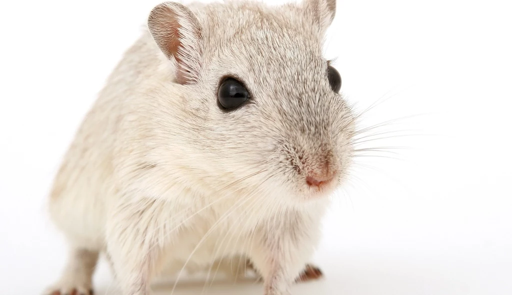 Myszy wyprodukowały szczurze komórki rozrodcze