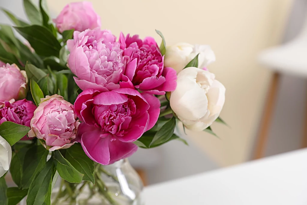 Piwonie, róże, tulipany... Każdy gatunek kwiatów ciętych wymaga odpowiedniego traktowania!