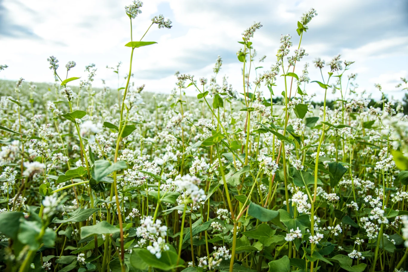 Gryka to idealna roślina na poplon