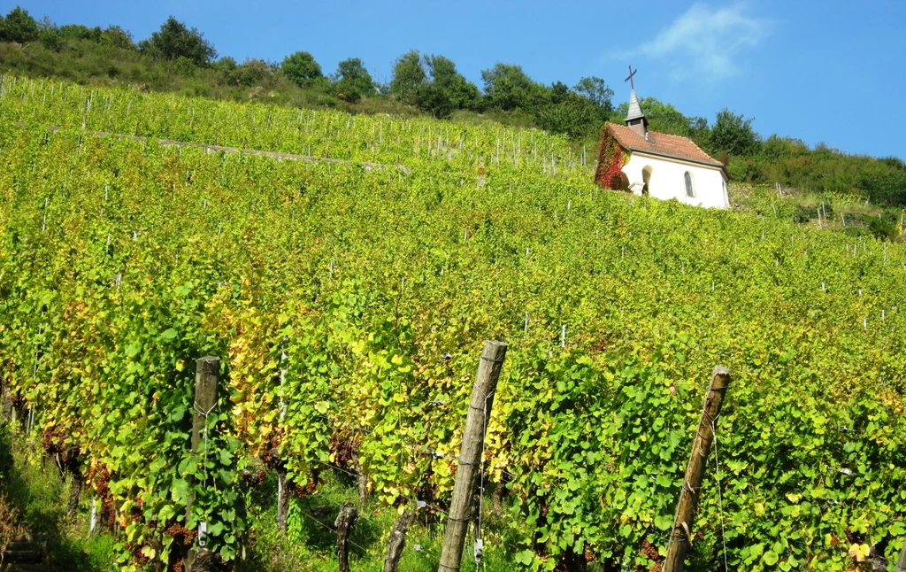 Alzacja słynie ze szczepów takich jak: riesling, gewürztraminer, pinot gris i muscat