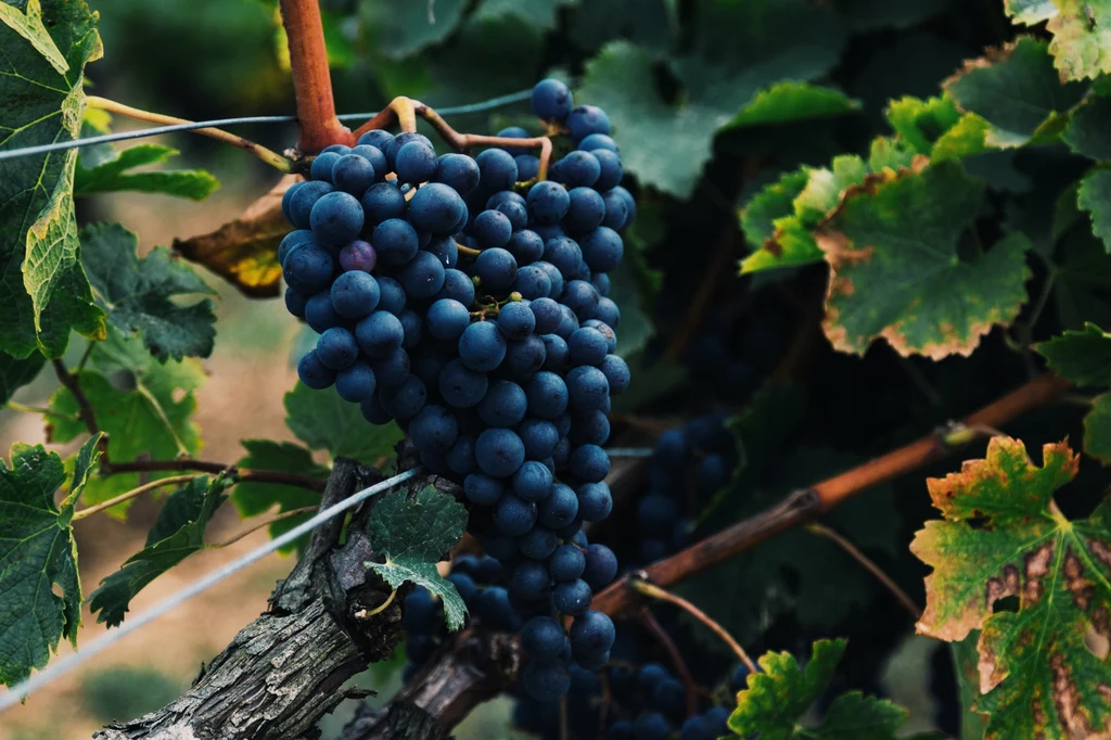 Ręczny zbiór winogron świadczy o wysokiej jakości