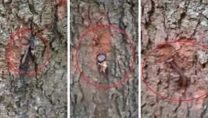 Nieznani sprawcy powbijali w drzewa gwoździe