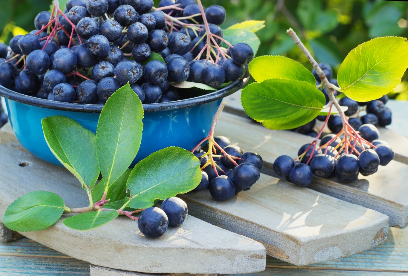 Najzdrowszym owocem pod względem zawartości antyoksydantów jest aronia Najzdrowszym owocem pod względem zawartości antyoksydantów jest aronia