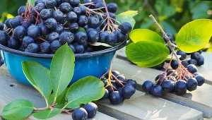 Najzdrowszym owocem pod względem zawartości antyoksydantów jest aronia