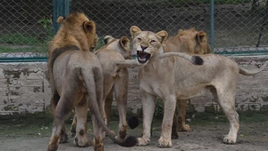 Ogród zoologiczny wystawił swoje lwy na aukcję