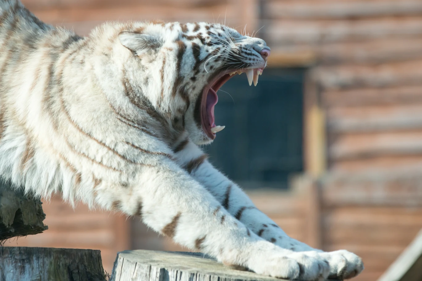 Biały tygrys to jeden z mieszkańców ZOO w Borysewie - wielkiej atrakcji w okolicach Warszawy Biały tygrys to jeden z mieszkańców ZOO w Borysewie - wielkiej atrakcji w okolicach Warszawy