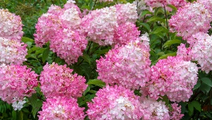 Nie wyrzucaj, a zakop pod hortensją. Będziesz mieć najpiękniejszy krzew w okolicy