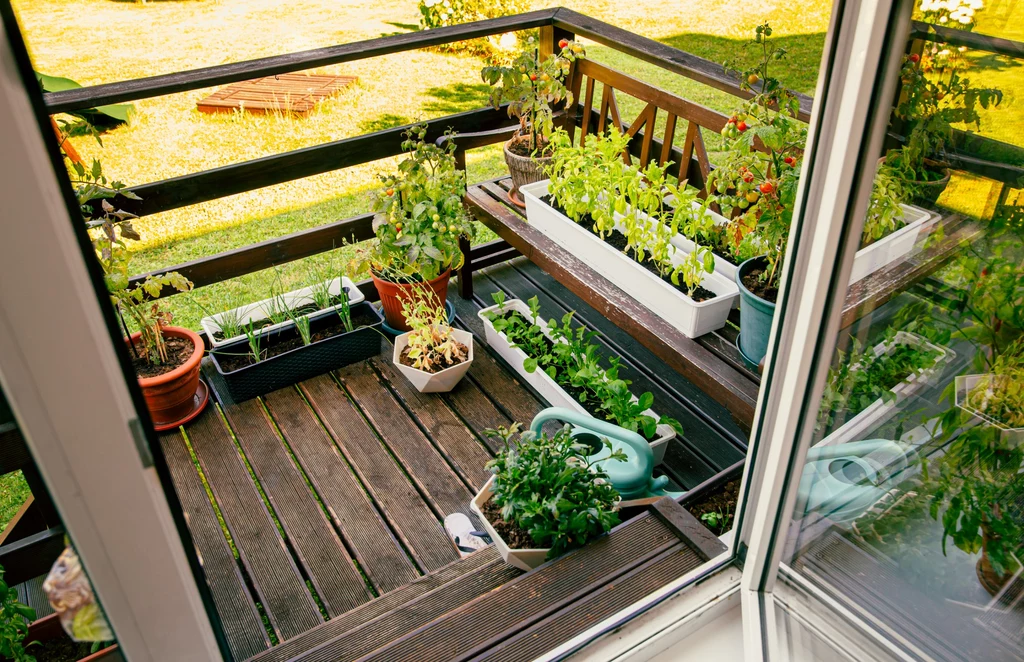 Na balkonie można uprawiać wiele gatunków aromatycznych ziół