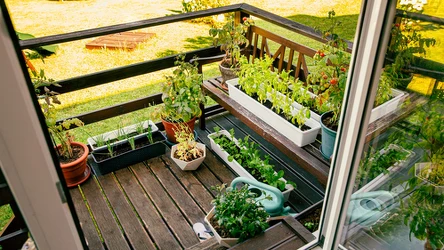 Na balkonie można uprawiać wiele gatunków aromatycznych ziół