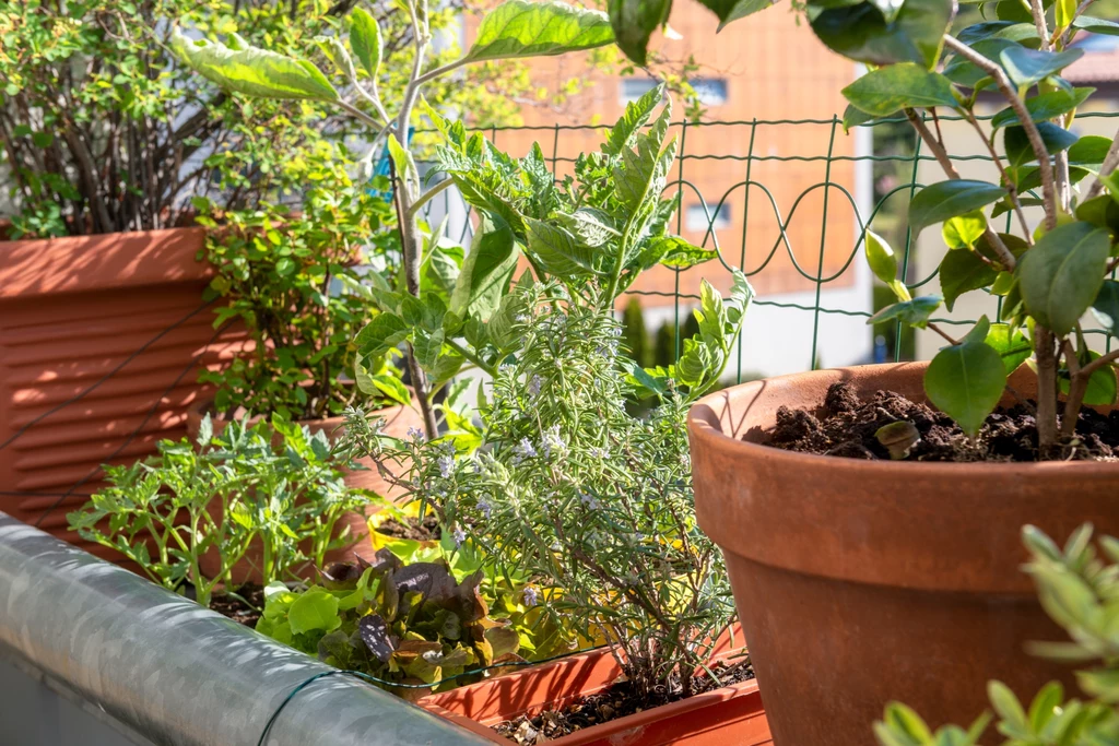 Uprawa ziół balkonowych to sprawdzony sposób dla osób, które nie posiadają ogrodu