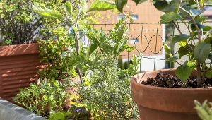 Na balkonie również można stworzyć piękny ogród