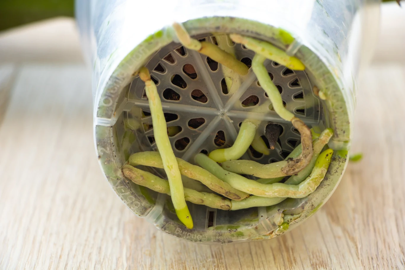 Korzenie storczyków nie powinny długo stać w wodzie - inaczej zgniją. Korzenie storczyków nie powinny długo stać w wodzie - inaczej zgniją.