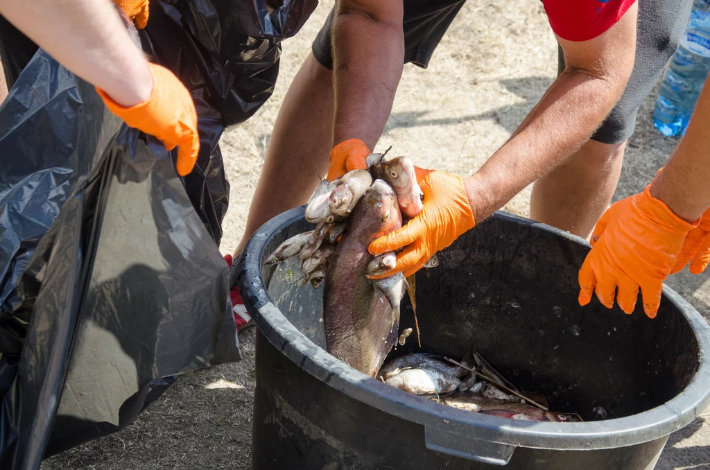 Ze względu na skażenie z Odry w zeszłym roku wyłowiono kilkaset ton martwych ryb, ptaków i bezkręgowców