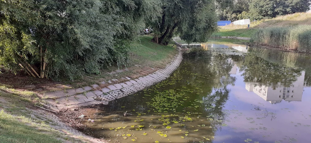 Renaturyzacja zbiornika wodnego przy ul. Tołwińskiego na Żoliborzu realizowana w ramach projektu "Szuwar Warszawski"