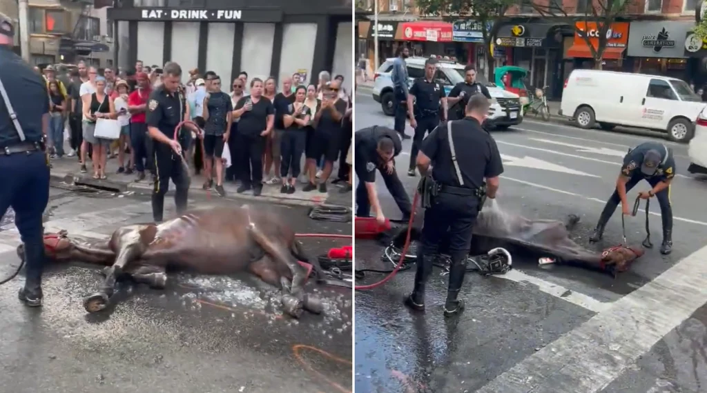 Policjanci próbowali ocucić konia Policjanci próbowali ocucić konia