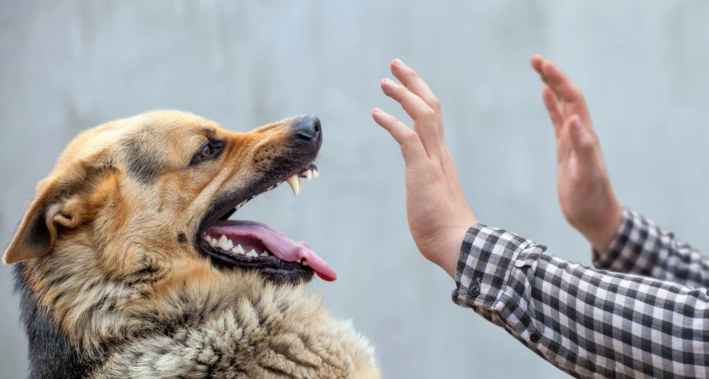 Ludzie często mylnie interpretują sygnały wysyłane przez psy, co tworzy niebepieczne sytuacje