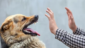 Czy szczekanie coś oznacza? Co pies chce nam powiedzieć?