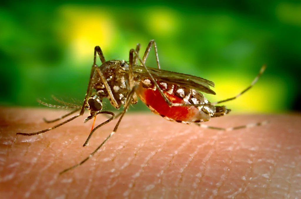 w perspektywie kilkudziesięciu lat będziemy mogli w Polsce zarazić się obecnie tropikalnymi chorobami, takimi jak gorączka Denga, gorączka Zachodniego Nilu czy gorączka Chikungunya. Wirusy te są przenoszone przez komary