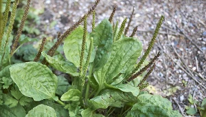 Też myślisz, że to chwast? To ostatni moment, aby zrobić ultra zdrowy napar