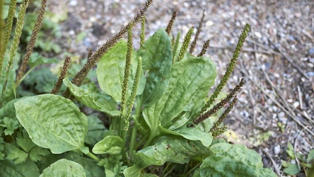 Babkę lancetowatą można spotkać wszędzie. Rośnie nawet na osiedlowych trawnikach