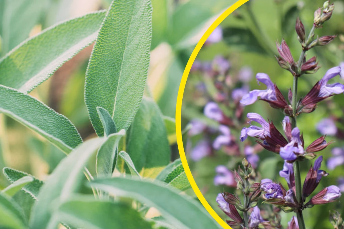 Szałwia może wysuszać śluzówkę, jeśli stosujemy płukankę więcej niż 2-3 razy dziennie Szałwia może wysuszać śluzówkę, jeśli stosujemy płukankę więcej niż 2-3 razy dziennie