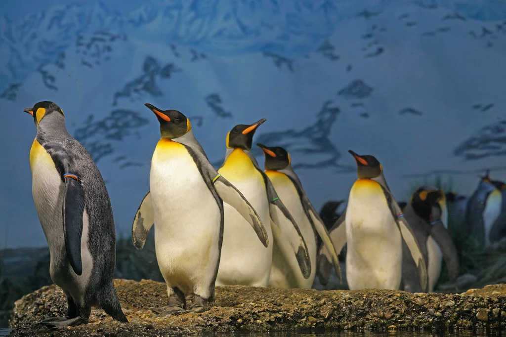 Naukowcy odkryli, dlaczego pingwiny przestały latać