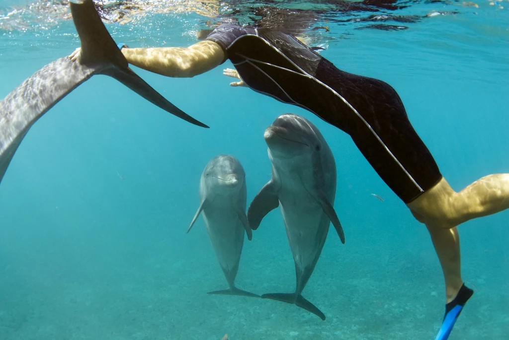 Japonia. Delfin zaatakował pływających ludzi Japonia. Delfin zaatakował pływających ludzi