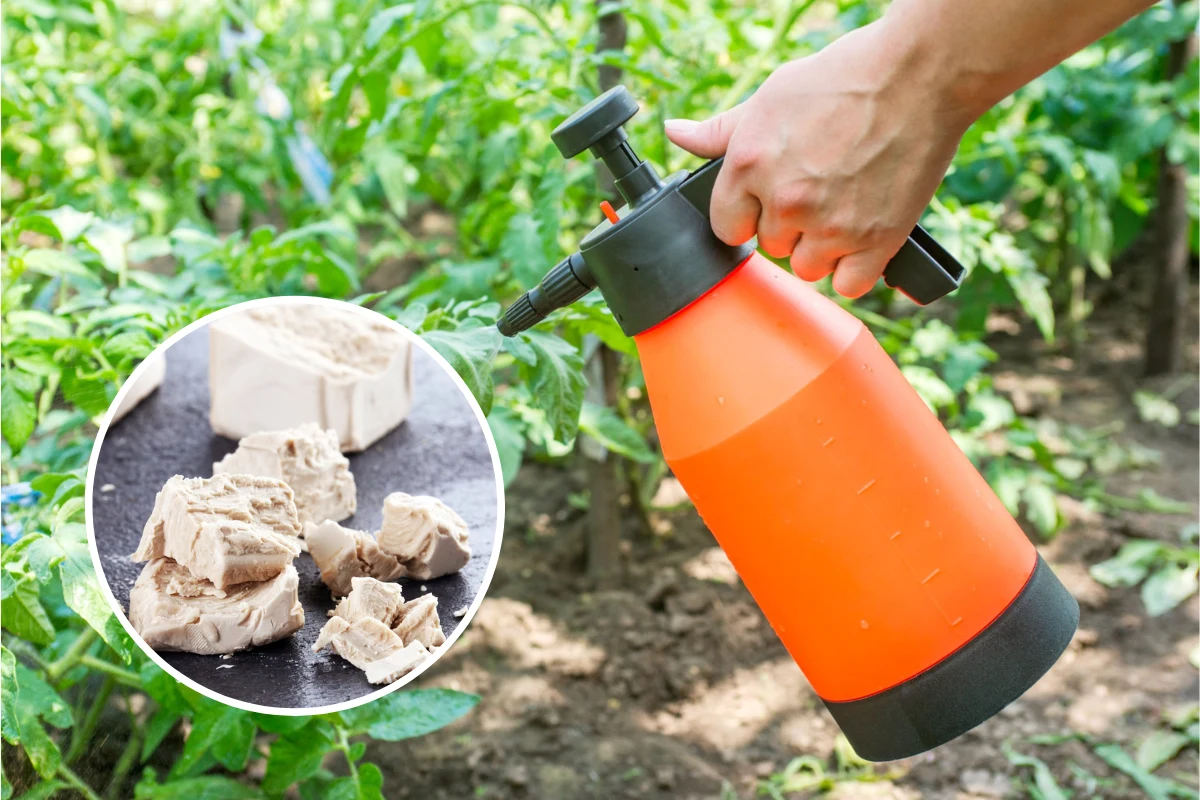 Jak wykorzystać drożdże w ogrodzie? Dzięki nim pokonasz zarazę ziemniaczaną na pomidorach