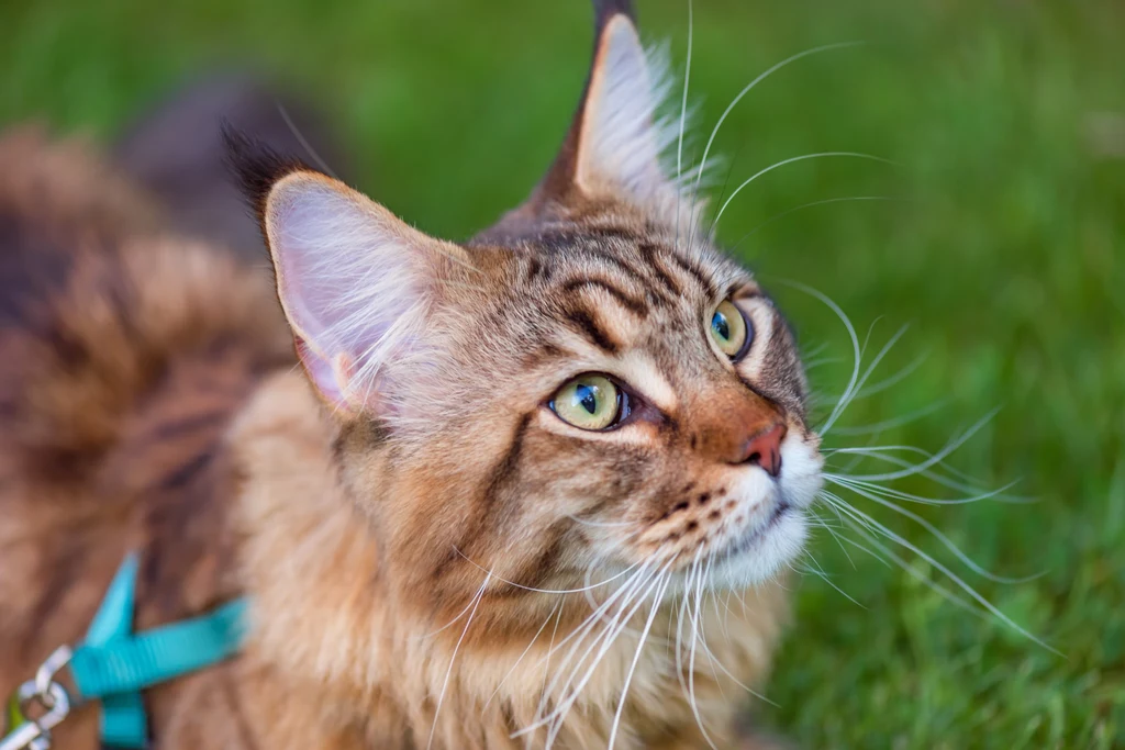 Maine Coon to naprawdę spora dawka kociej miłości