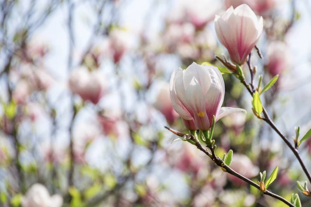 Młode magnolie są szczególnie wrażliwe na wahania temperatur