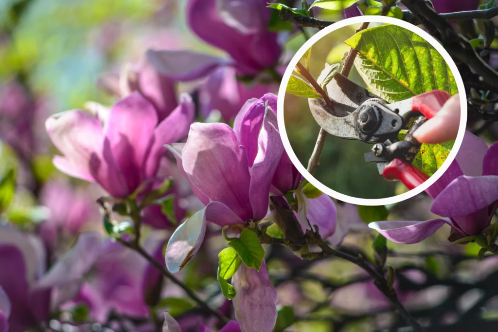 Przycinanie magnolii może się okazać sporym wyzwaniem