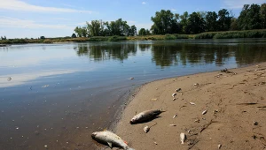 Śnięte ryby w Odrze, zdj. ilustracyjne