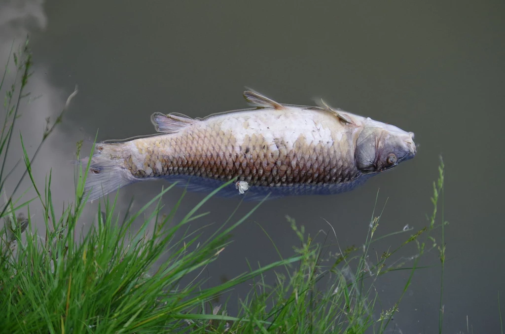 W związku z zaobserwowaniem znacznej ilości śniętych ryb w rzece Ner w województwie łódzkim zwołano sztab kryzysowy