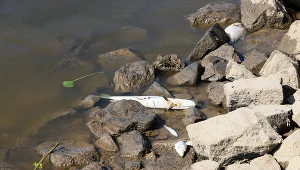 Martwa ryba na brzegu rzeki, zdjęcie ilustracyjne