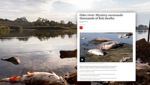 BBC: Śmierć tysięcy ryb w Odrze otacza tajemnica