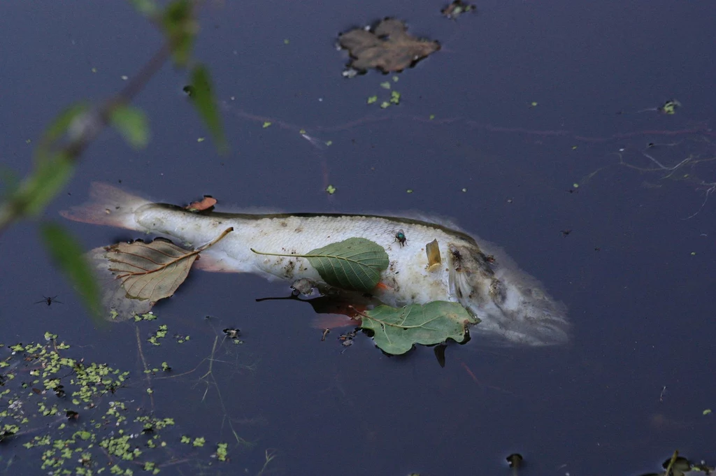 Na śnięte ryby natrafiono w kolejnym polskim zbiorniku wodnym. Tym razem były to karasie w stawie pod Krakowem (zdjęcie ilustracyjne)
