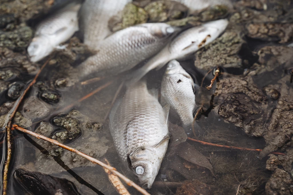 Śnięte ryby wyłowiono w sobotę na terenie Bielańsko-Tynieckiego Parku Krajobrazowego