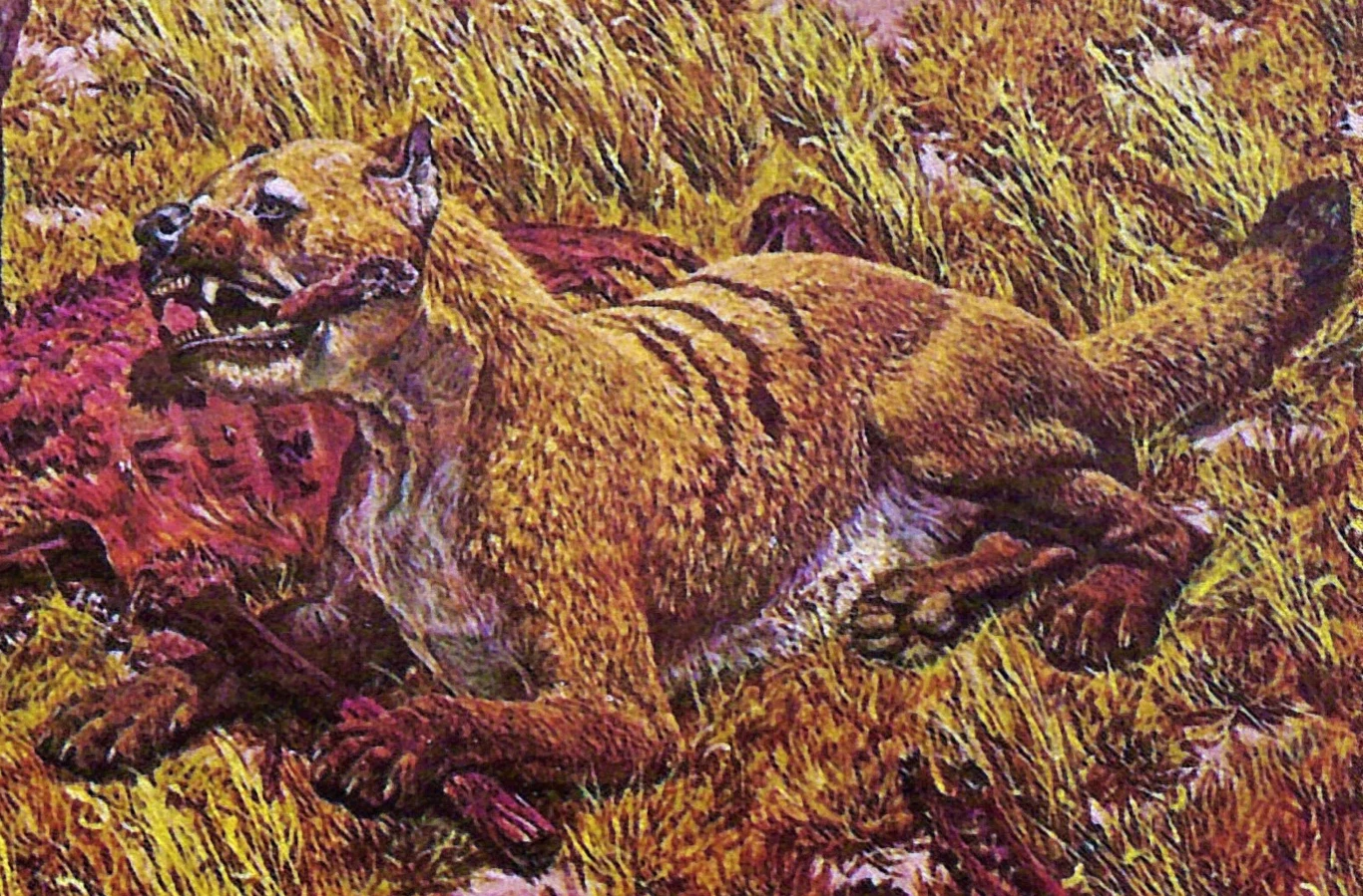 Borofagi przypominały raczej hieny niż psy. Były umięśnione i miały wyjątkowo silne szczęki Borofagi przypominały raczej hieny niż psy. Były umięśnione i miały wyjątkowo silne szczęki
