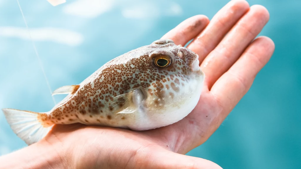 Badacze z całego świata zastanawiają się jak mogą wykorzystać wyjątkowe toksyny używane przez ryby z rodziny rozdymkowatych 