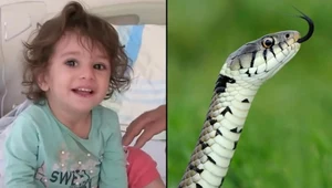 Wąż zaatakował dziecko. Maluch zagryzł go na śmierć