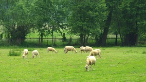 Sprawę nagłośniło Radio Zet